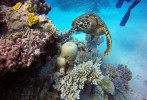 Menyelami Kekayaan Bawah Laut di Great Barrier Reef, Australia